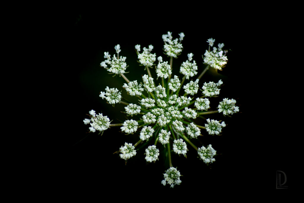 DSC_6269-Edit